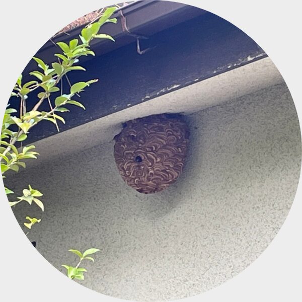 住宅の軒下にできたハチの巣